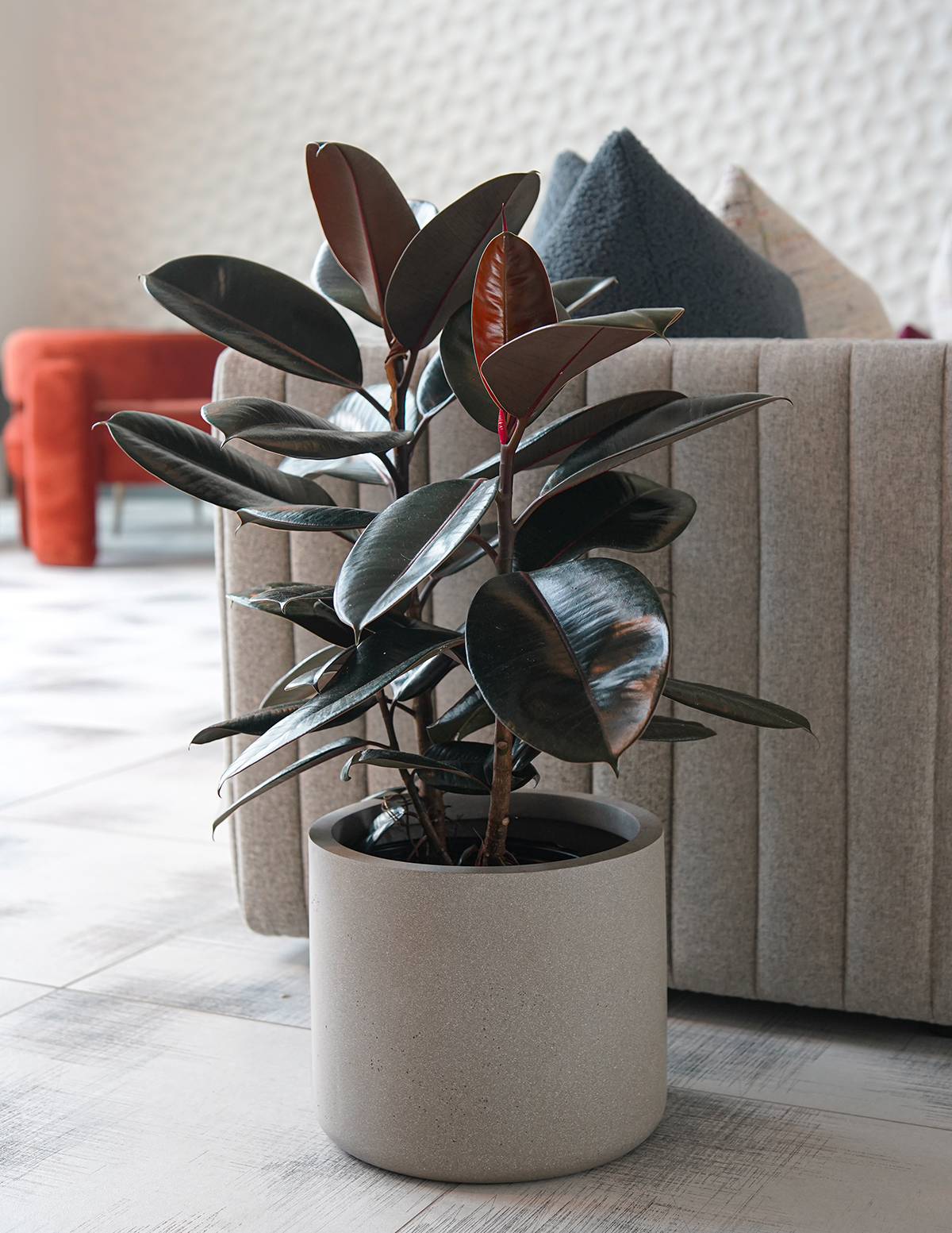 Image of Ficus Burgundy Bush