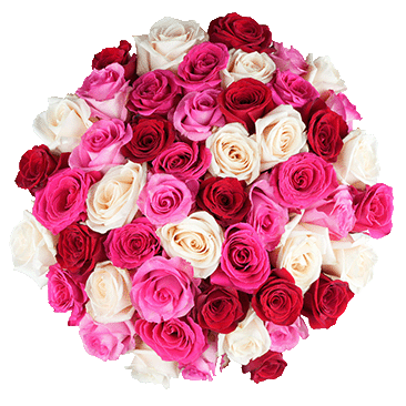 Valentine's Day Shades of Pink Roses Fresh Cut Floral, 50-Stems
