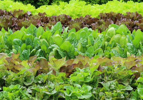 Rows of mixed lettuce varieties growing in a garden bed, with green, red, and speckled leaf types.