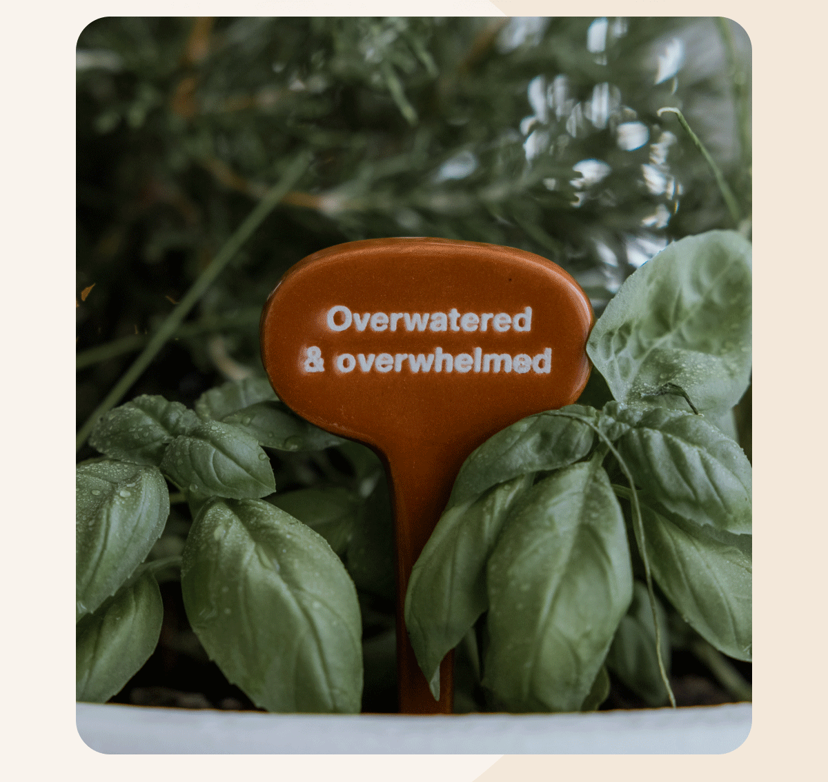 Plant Markers