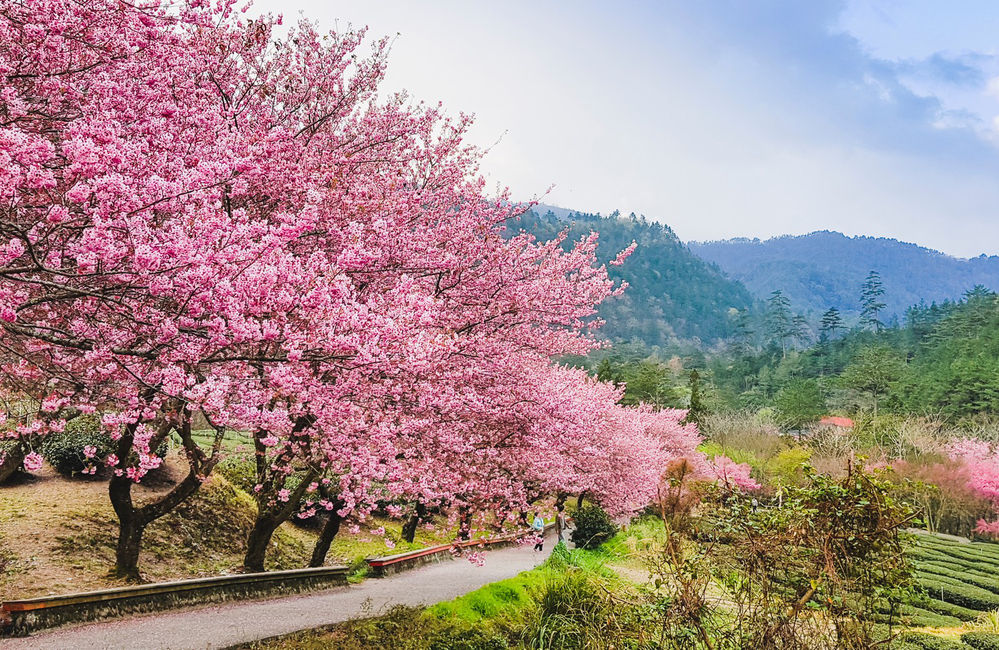 Cherry blossoms at Wuling Farm, Taiwan