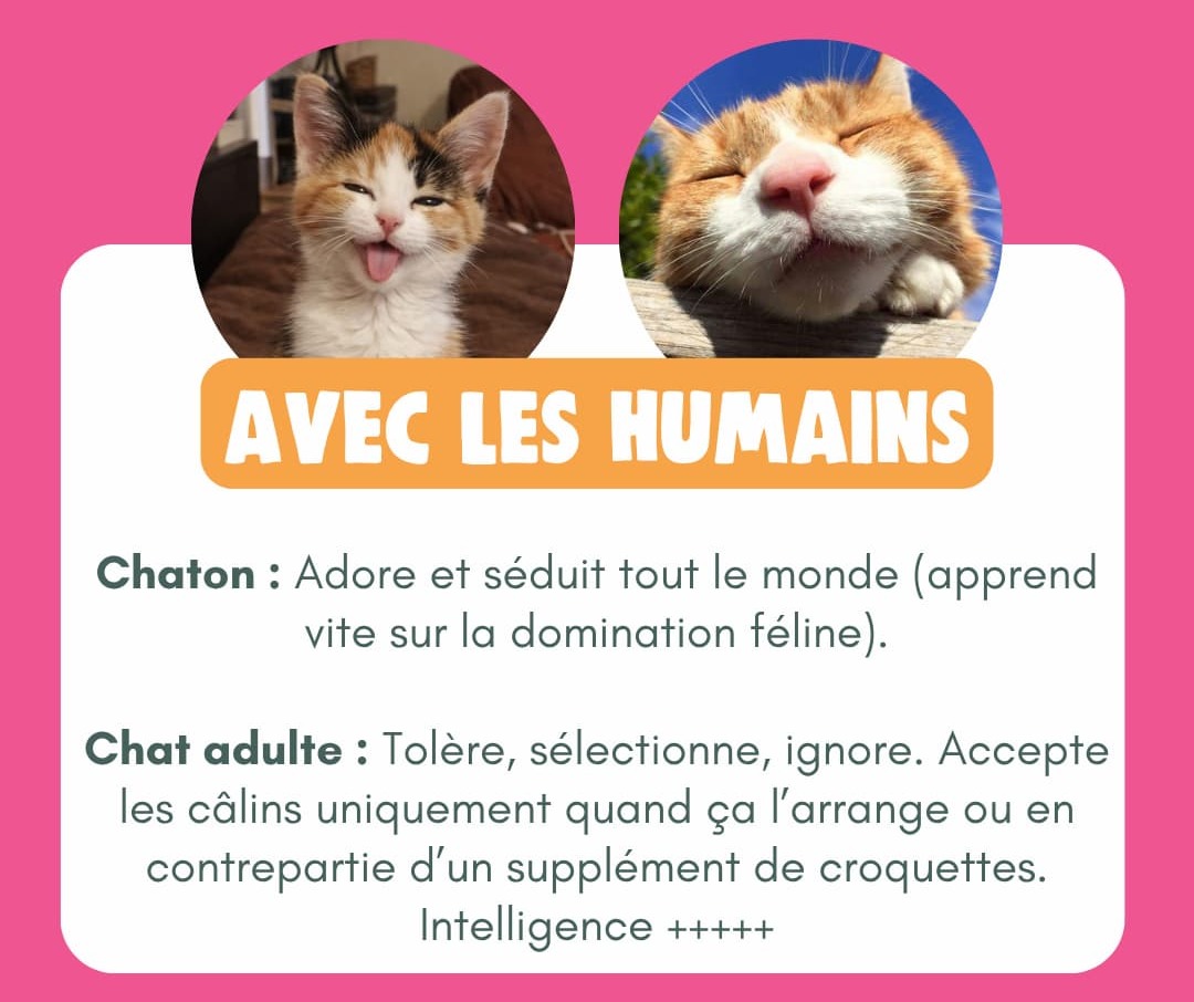 Chaton vs Chat Adulte