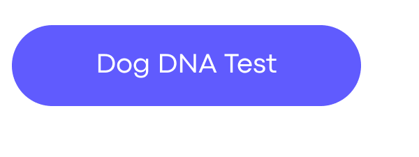 Dog DNA Test