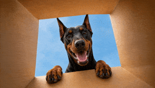 Amazon Prime Day