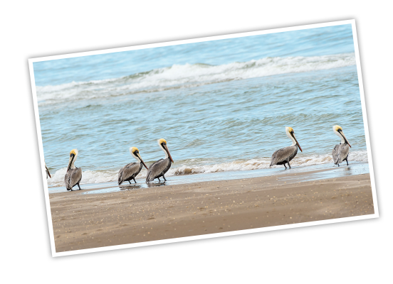 Brown pelicans along the shoreline at Padre Island National Seashore