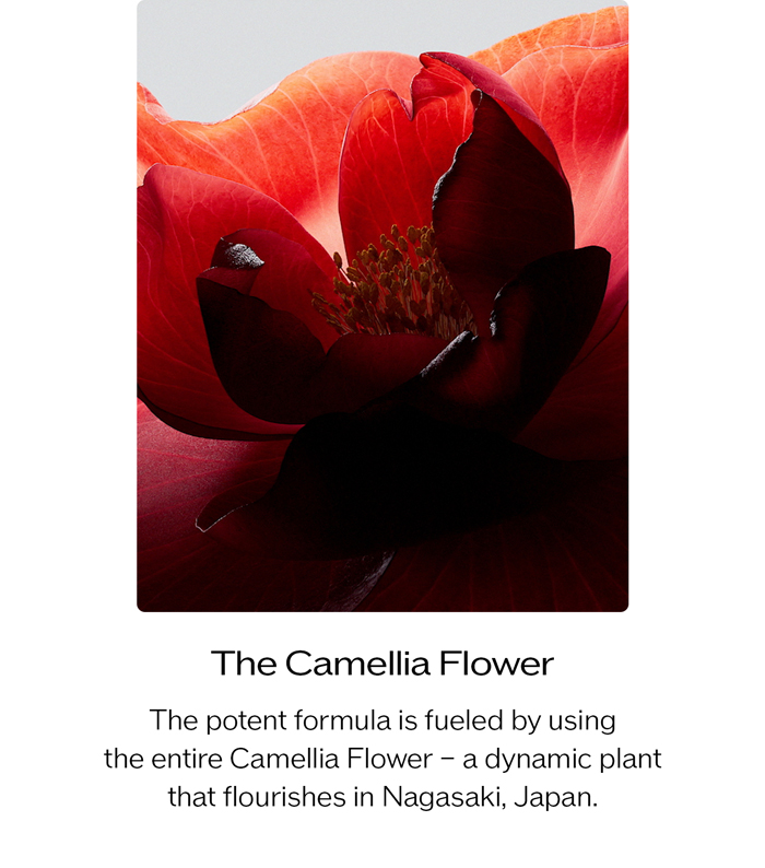 The Camellia Flower