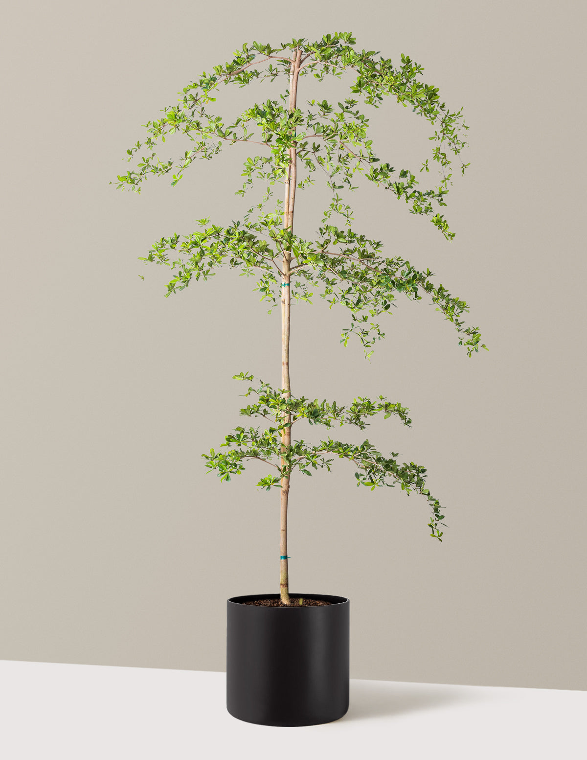 Image of Black Olive Tree