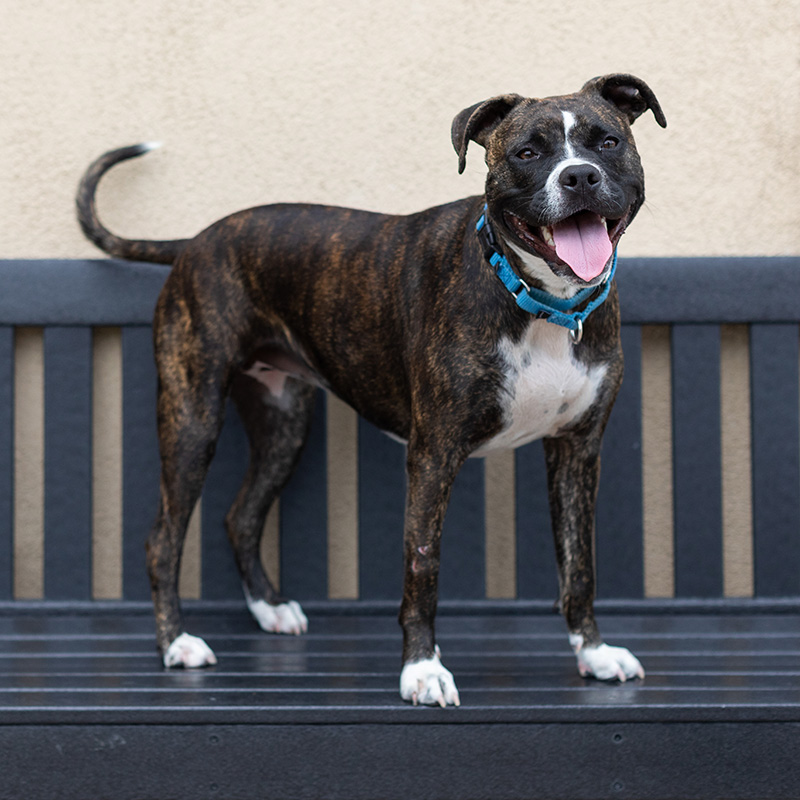 Shelter dog standing on bench