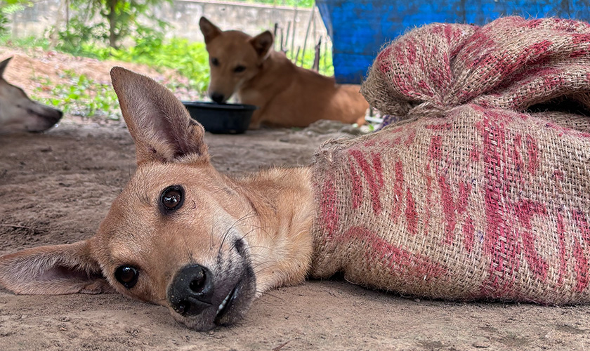 A dog lies on the ground restrained inside a burlap sack, with other dogs visible in the background.v