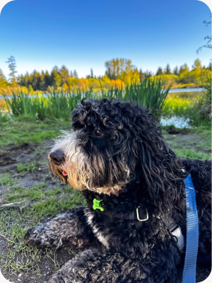 Black and White Burnadoodle laying down with a harness and leash on next to a lake. 