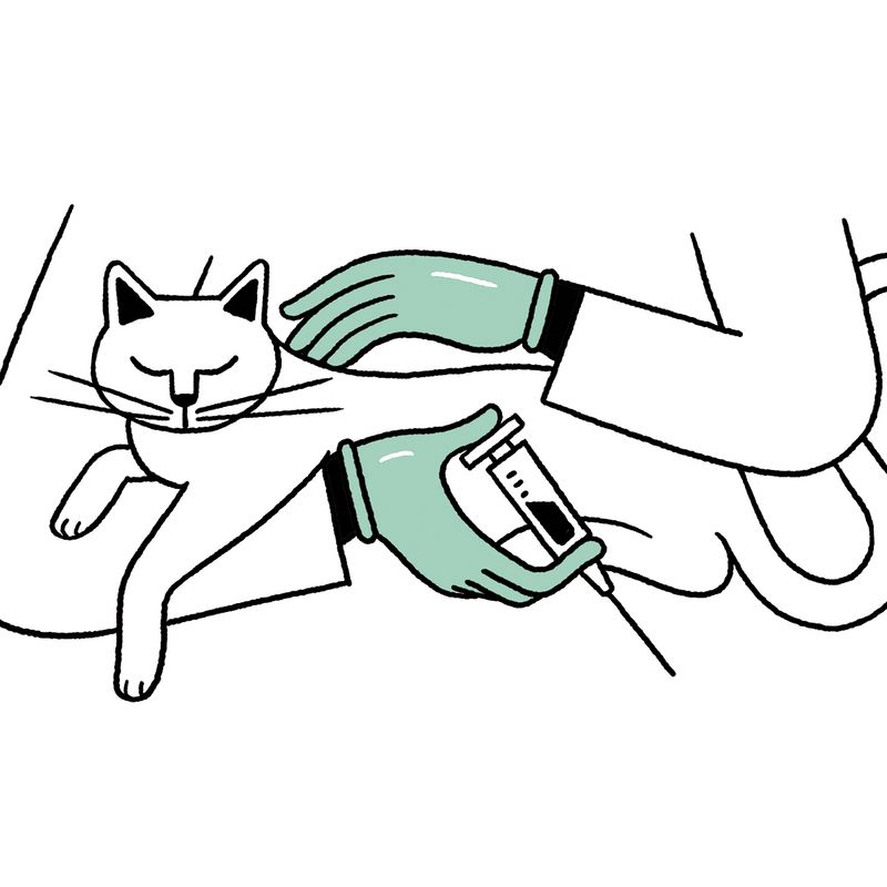 A doctor petting a cat and holding a syringe