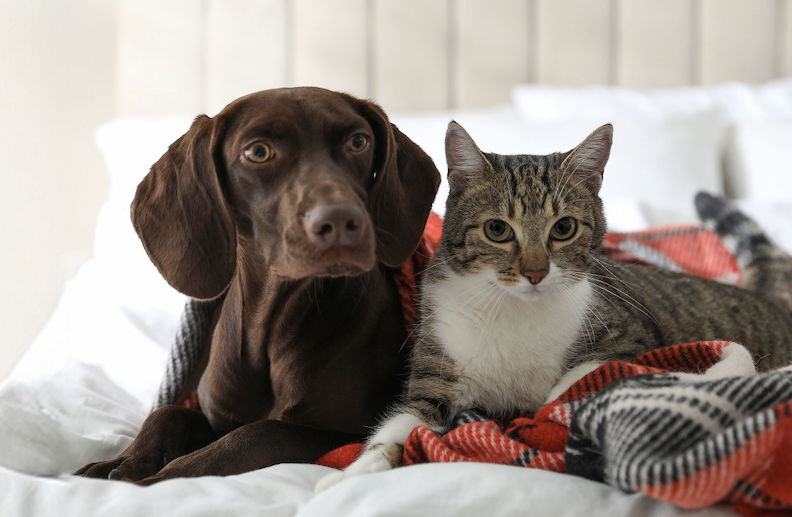 Image of a cat and dog on a cozy blakent on a pet bed.