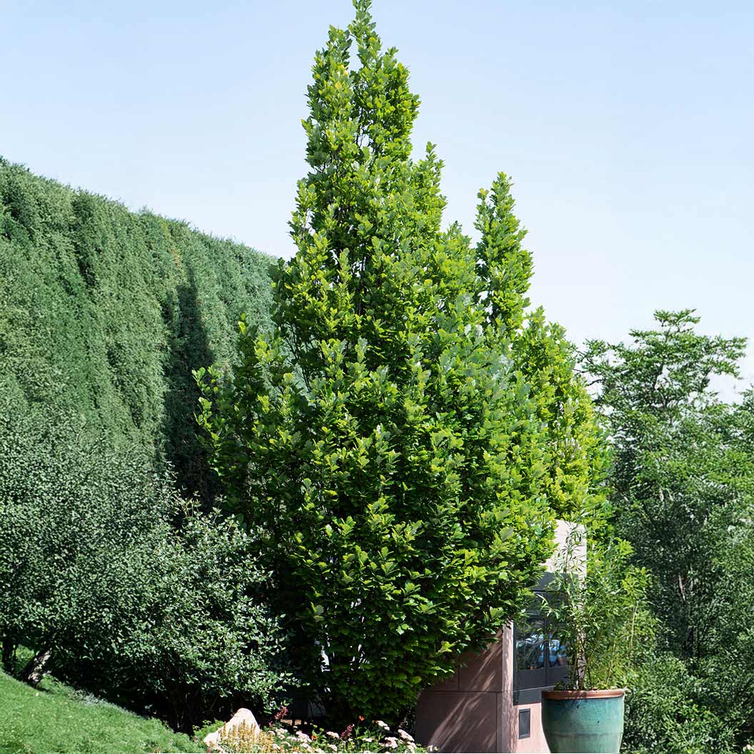 Image of Scarlet Letter™ Oak Tree