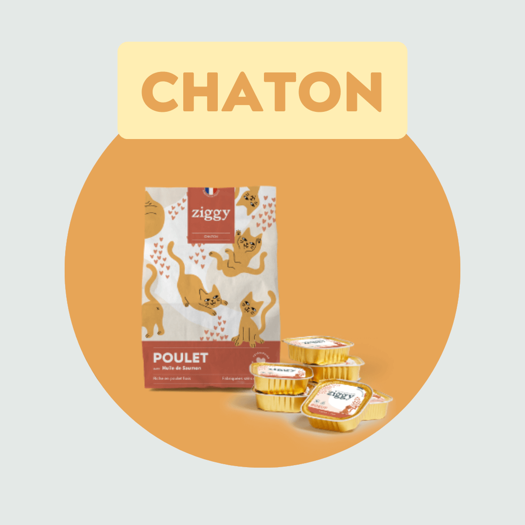 Chaton
