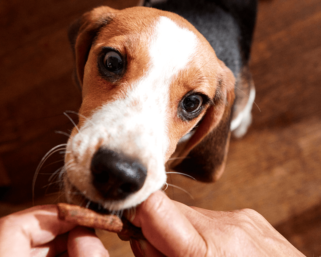 what-is-the-10-percent-rule-for-dog-treats-and-why-is-it-important