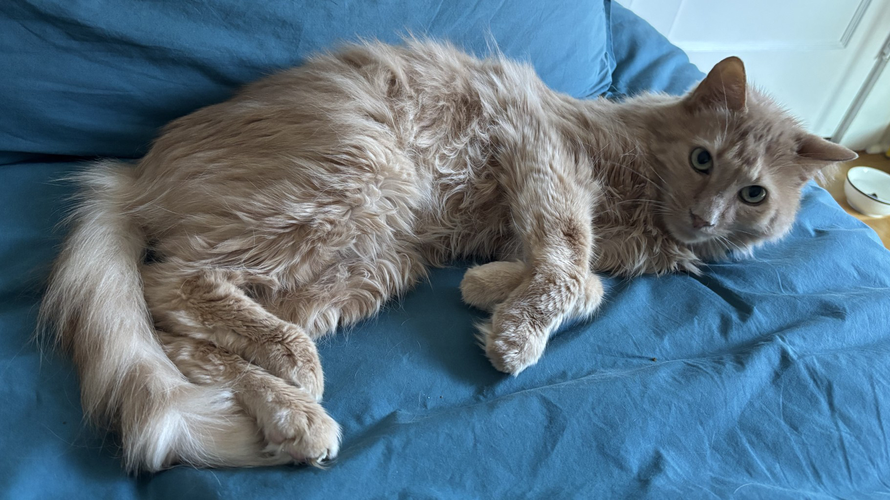 Griffen lying on blue blanket