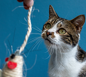 A brown and white cat looks directly at a cat toy being held