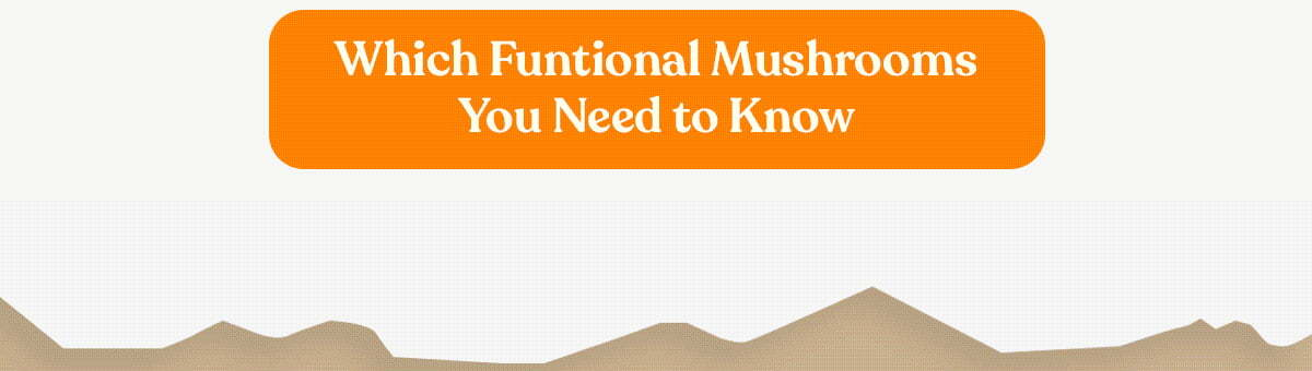 6 functional mushroom types you need to know
