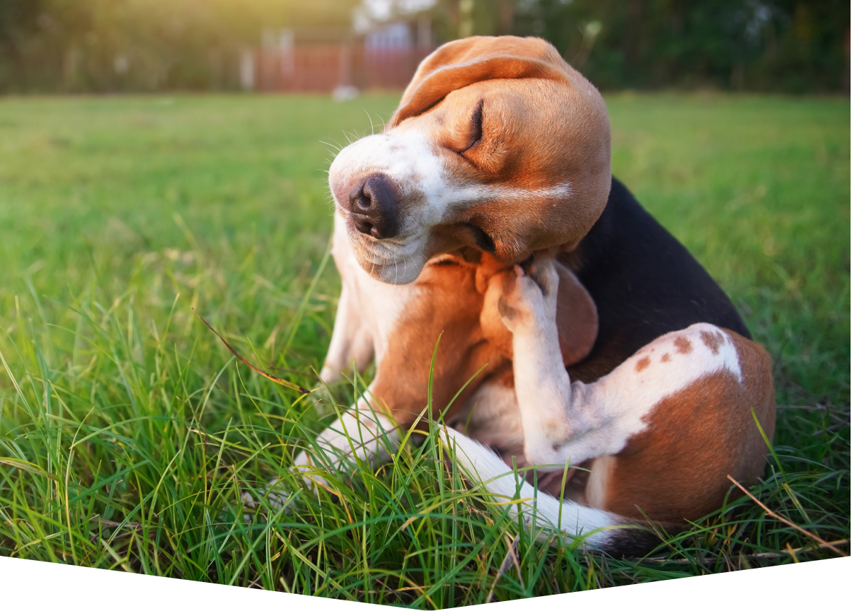 A dog scratching its ear