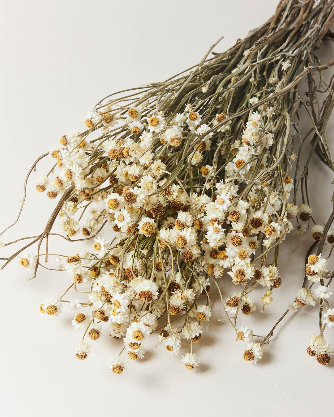 Image of Dried Petite Daisy Bundle