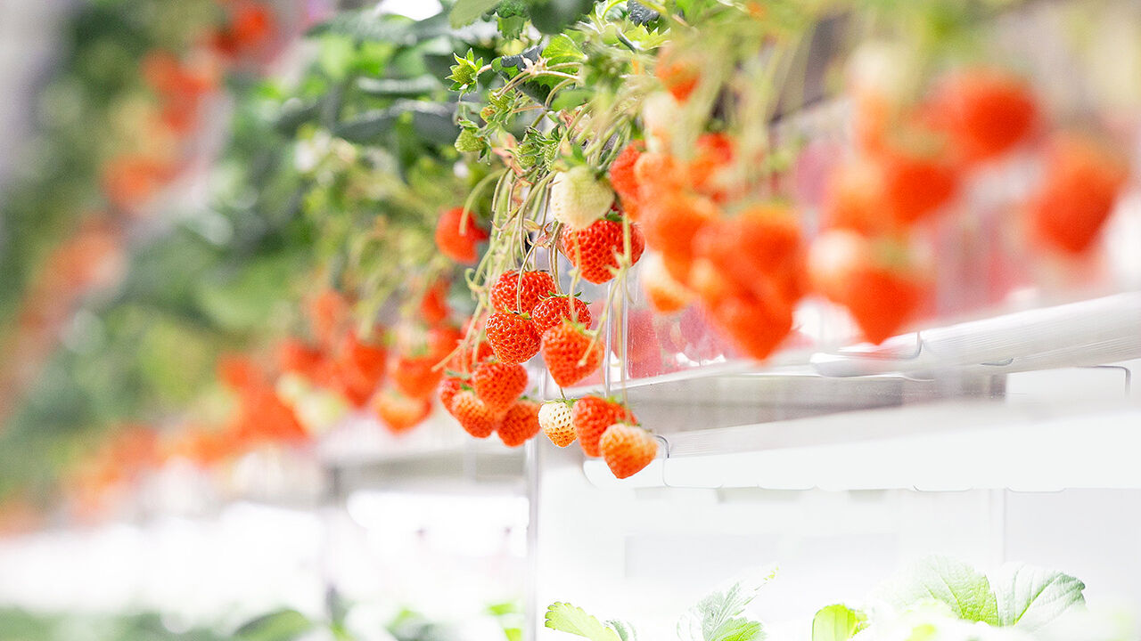 Oishii strawberry farm.