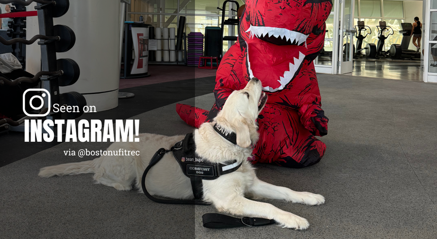 Photo: A golden retriever sitting on the floor near a person in a dinosaur costume. Text overlay reads "Seen on Instagram"