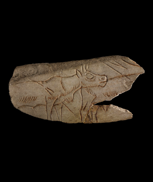 Prehistoric carving of a young reindeer on reindeer bone.