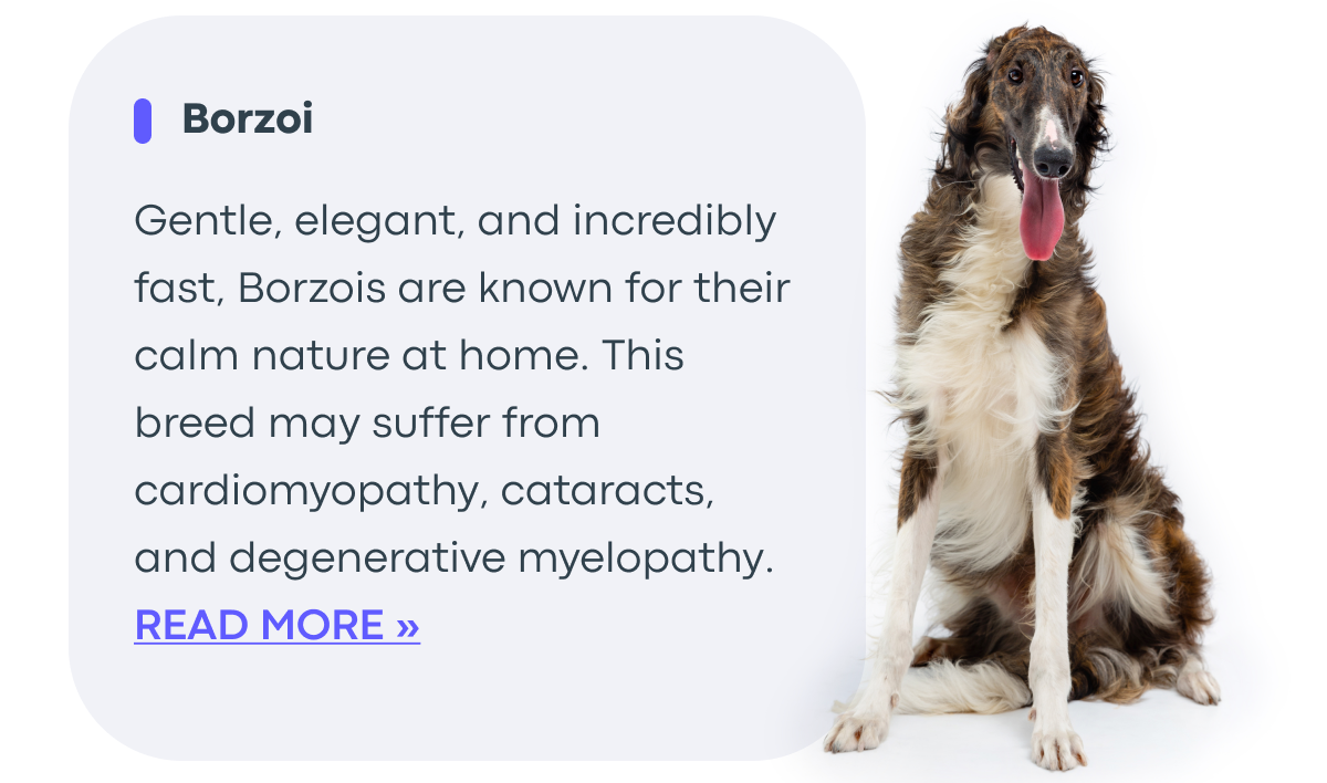 Read More - Borzoi