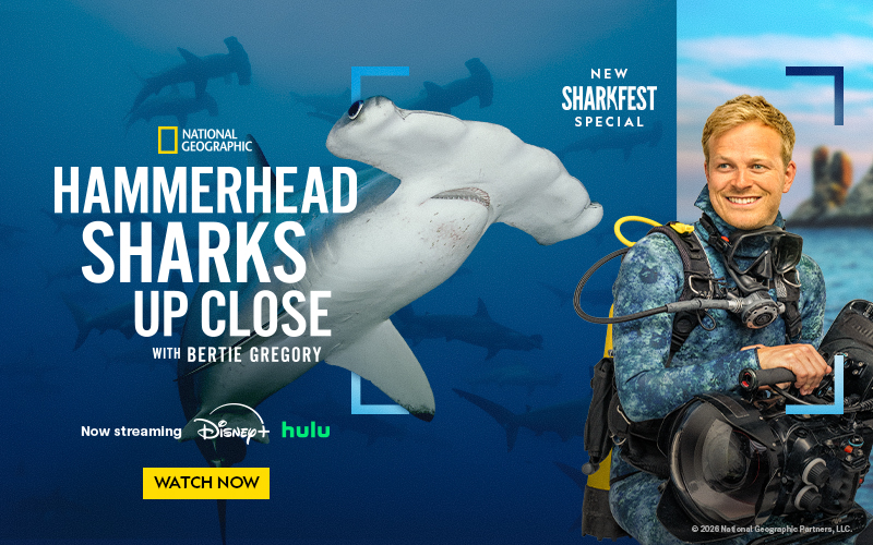 A poster for a National Geographic special featuring a hammerhead shark and a smiling diver with a camera.