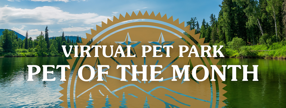 Virtual Pet Park Pet of the Month