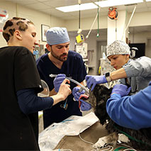 Penn Vet’s Mary Lyle guides Class of 2026 student David Buckwalter through a successful tracheal intubation.