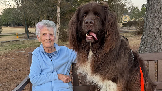 A woman sits on a bench with a very large dog.