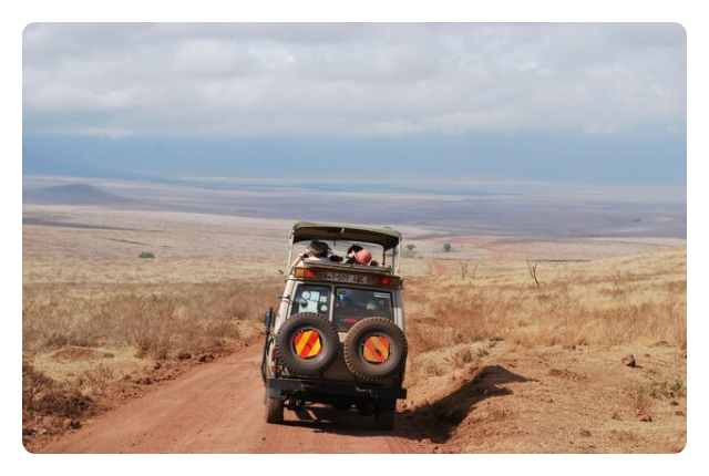 Spot wildlife on a safari