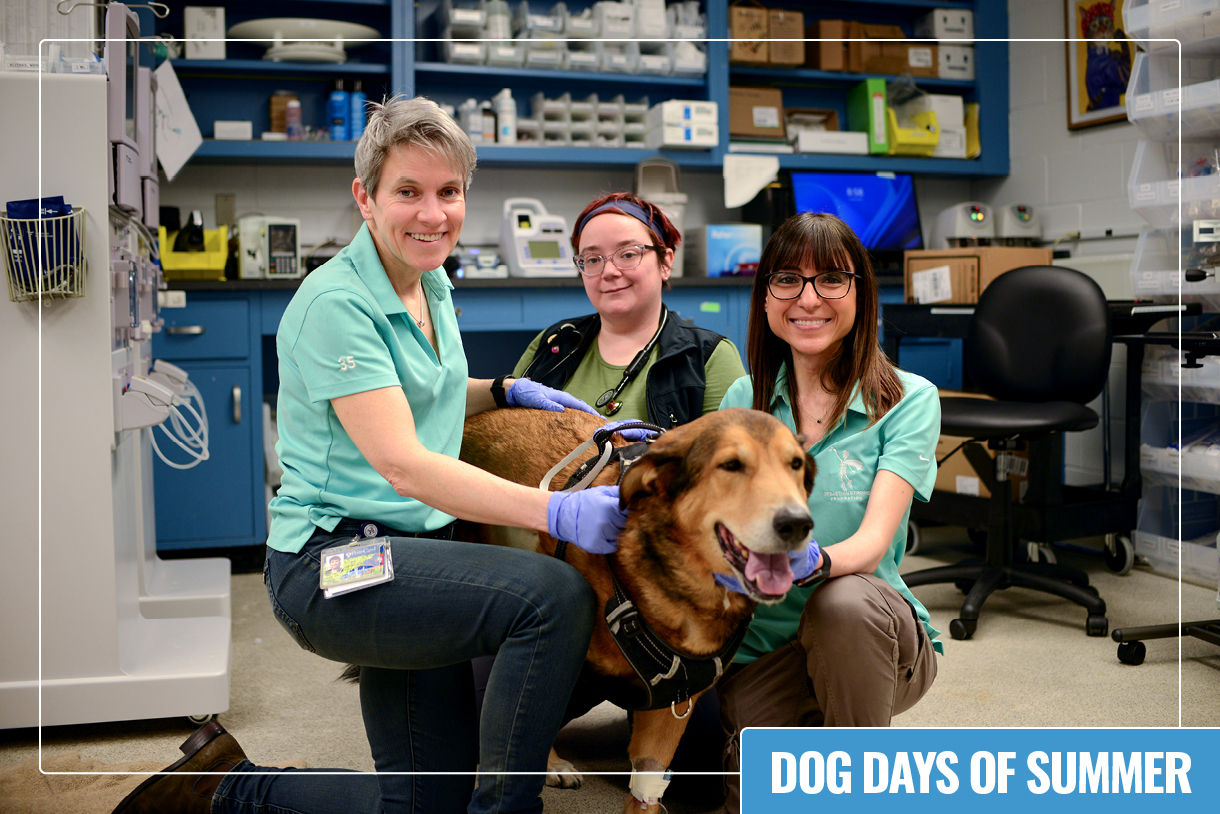 (Left to right) Nicola Mason, Mary Beth Boland, and Antonia Rotolo with Rex, the first dog treated in the metastatic osteosarcoma trial.