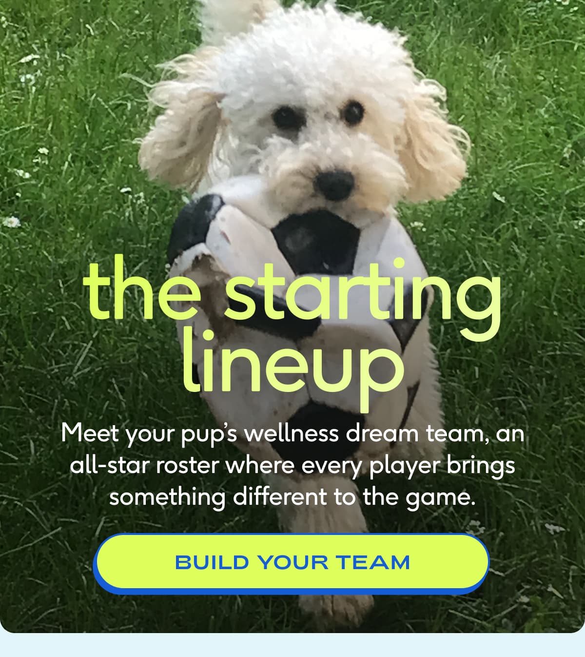 the starting lineup Meet your pup’s wellness dream team, an all-star roster where every player brings something different to the game. BUILD YOUR TEAM