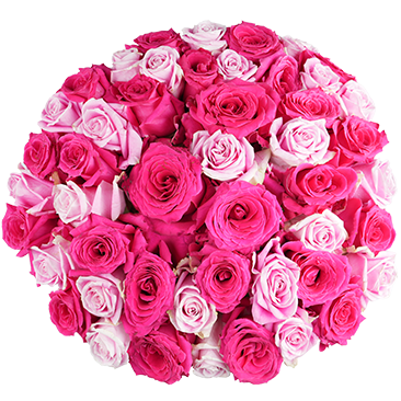 Valentine's Day Hot Pink and Light Pink Roses, 50-Stems