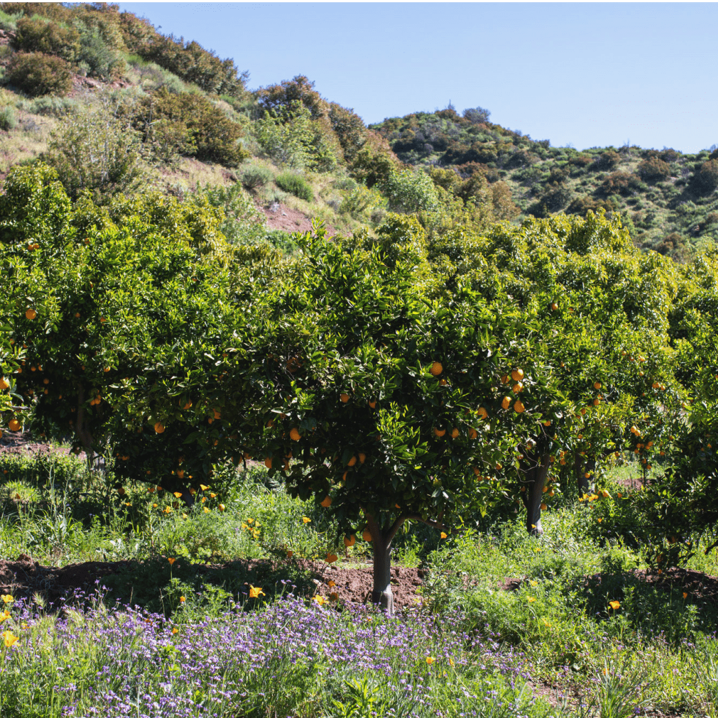 Mandarin Trees