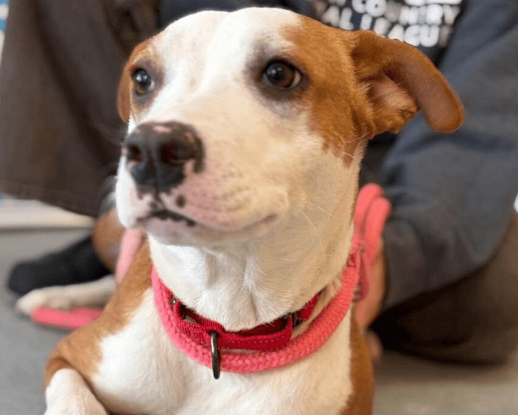 dog-adoption-january-fresh-food-free