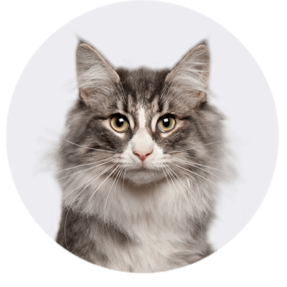 Shop Cat Offers