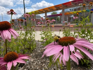 bee on pink flower near Purple Line station