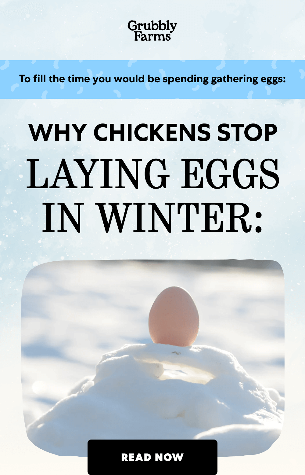 To fill the time you would be spending gathering eggs: Why Chickens Stop  Laying Eggs in Winter:  Read Now