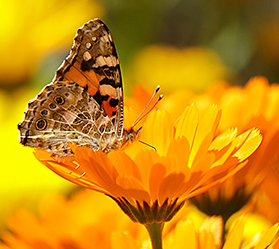An orange and brown butterfly sits on a yellow flower
