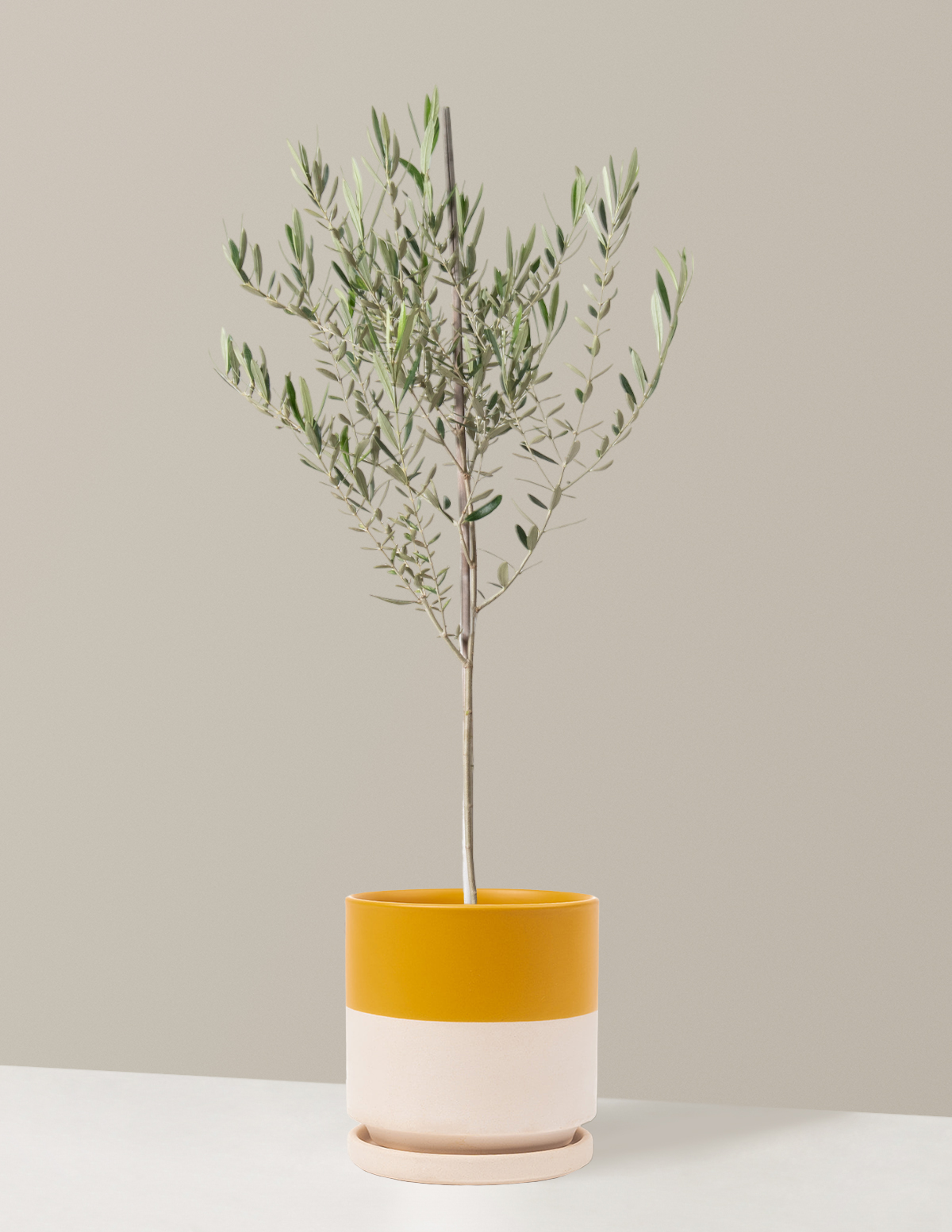 Image of Olive Tree