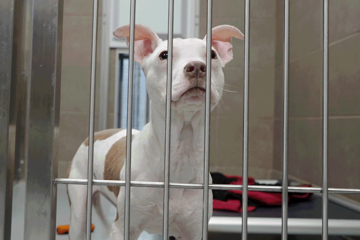 Adoptable dogs in kennels
