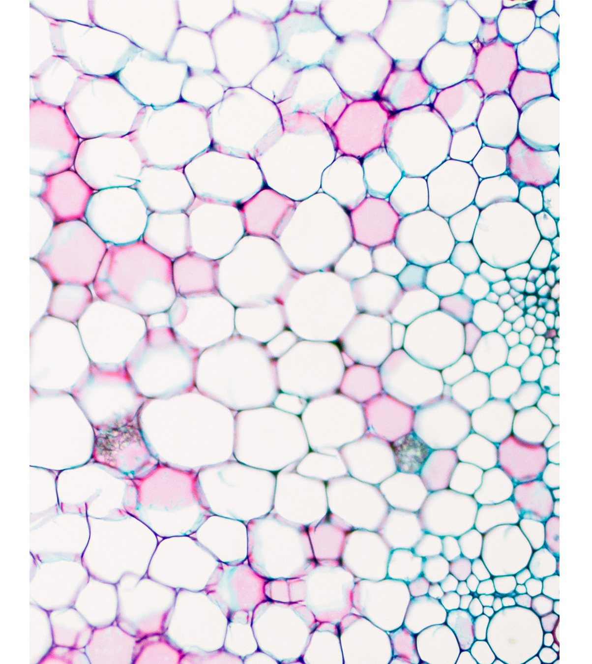 Skin Academy Image