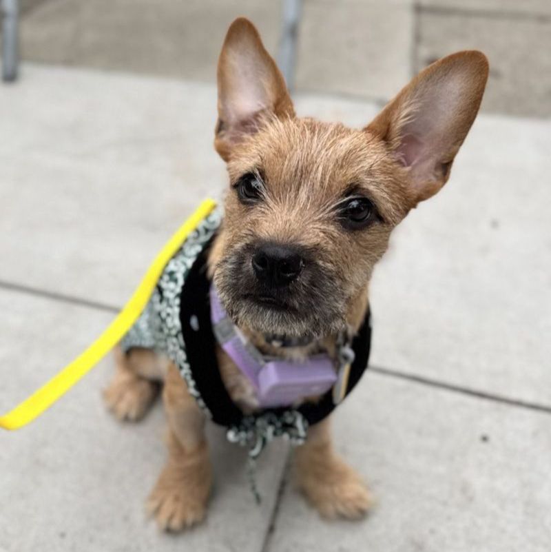 Miso standing outside