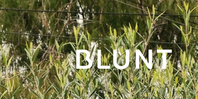 BLUNT