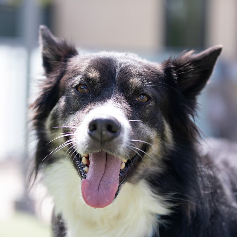 Shelter dog