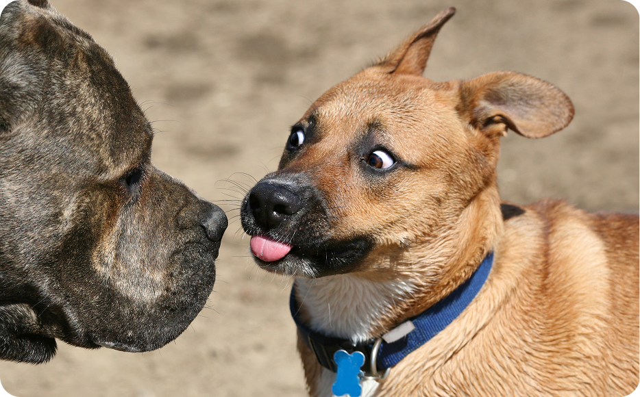Two dogs playing with each other being silly