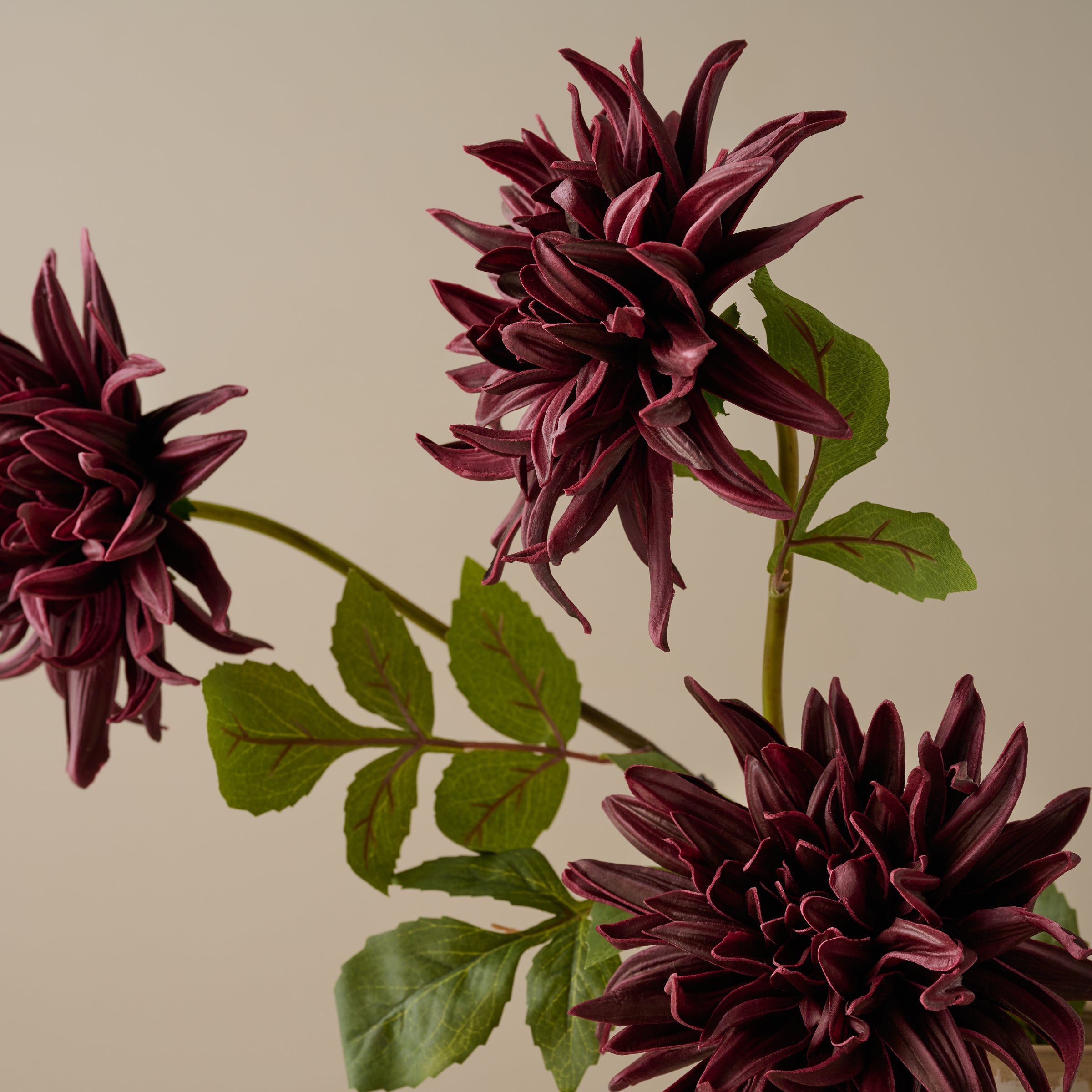 Autumnal Dahlia